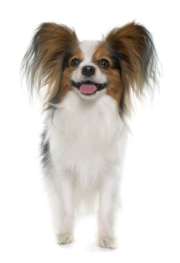 Papillon köpek Studio