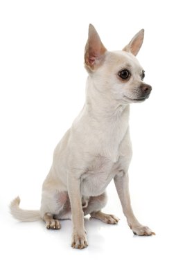 kısa saç chihuahua