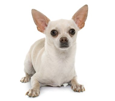 kısa saç chihuahua