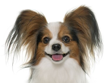 Papillon köpek Studio