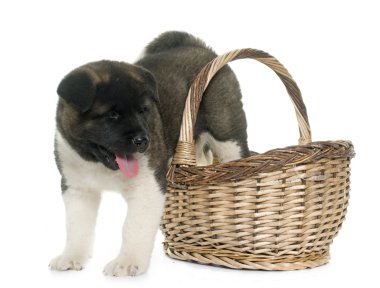 Amerikan akita köpek yavrusu