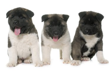 kukla Amerikan akita