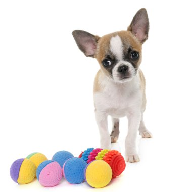 köpek yavrusu stenografi chihuahua