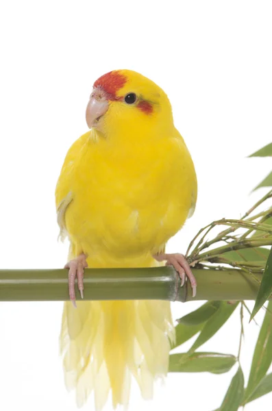 Краснолобый какарикский попугай — стоковое фото