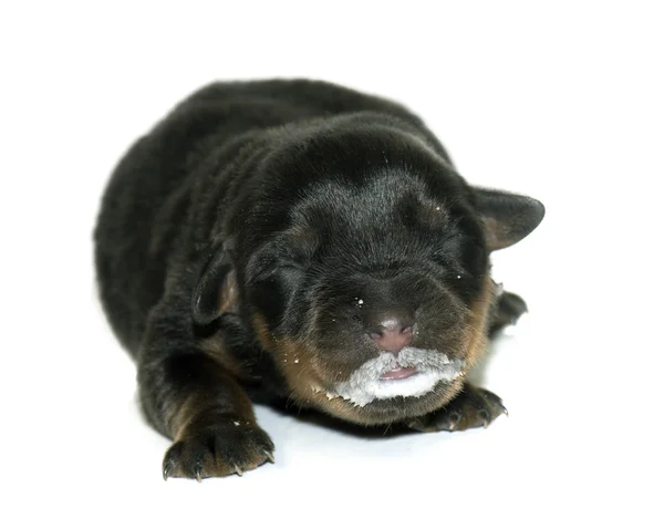 Neonato cucciolo rottweiler e latte — Foto Stock