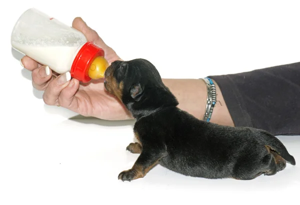 Recién nacido cachorro rottweiler alimentación — Foto de Stock