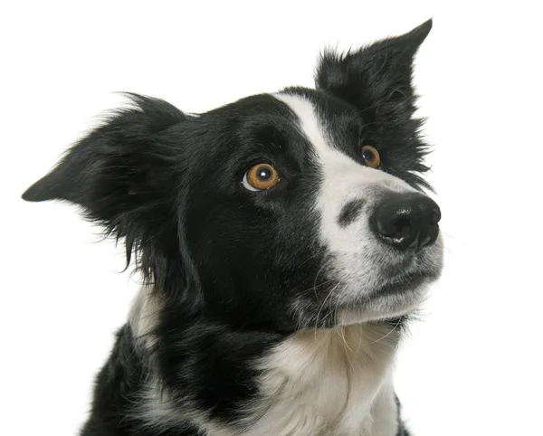 Collie bordo bianco e nero — Foto Stock