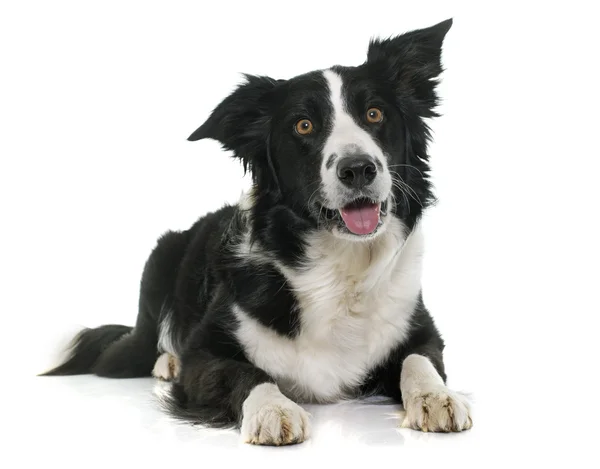 Negro y blanco borde collie — Foto de Stock