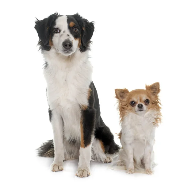 Miniatur australischer Schäferhund und Chihuahua — Stockfoto