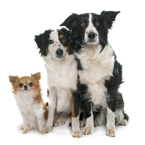 Drie leuke honden — Stockfoto