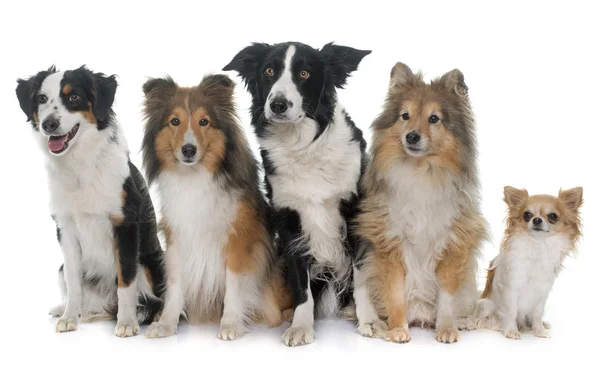 Five beautiful dogs — Stock Photo, Image