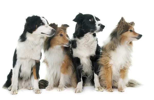 Four beautiful dogs — Stock Photo, Image