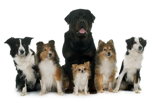 Six beautiful dogs — Stock Photo, Image