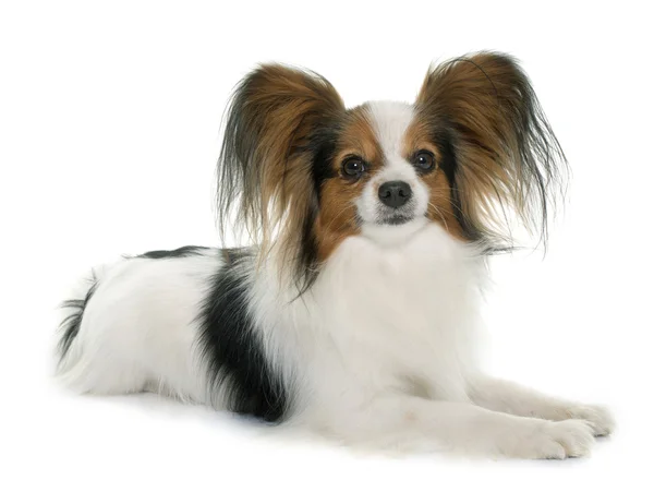 Papillon Hund im Atelier — Stockfoto