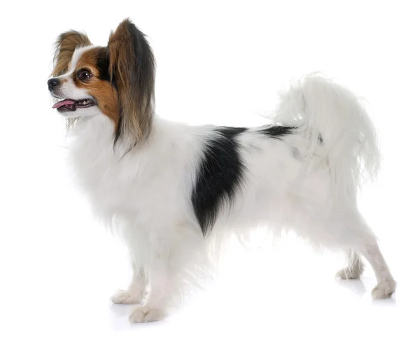 Papillon Hund im Atelier — Stockfoto