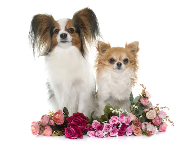 Papillon Hund und Chihuahua — Stockfoto