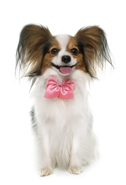 Papillon köpek Studio — Stok fotoğraf