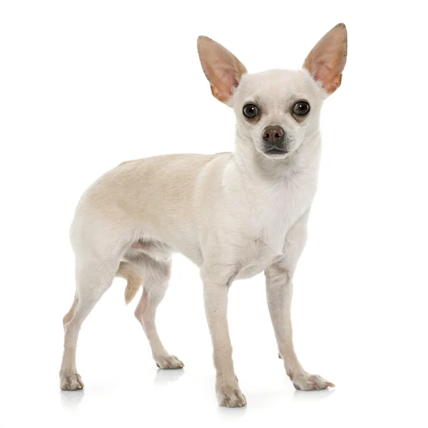 Cabello corto chihuahua — Foto de Stock