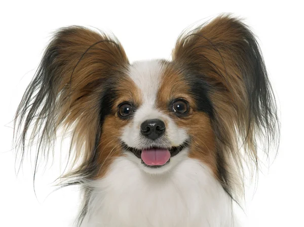 Papillon cão no estúdio — Fotografia de Stock