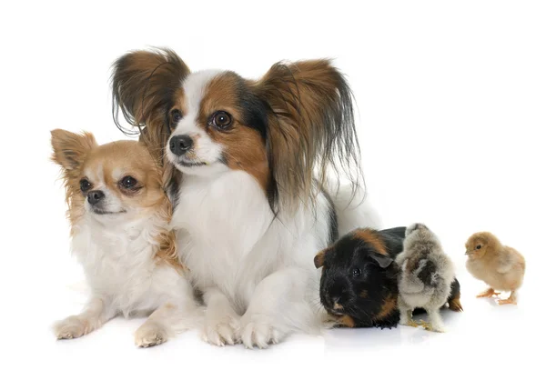 Dogs, chicks  and guinea pig — Stock Photo, Image