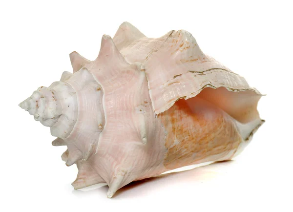 Conch in studio — Stock Photo, Image