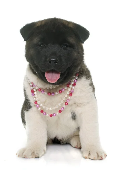 Welpen amerikanische akita — Stockfoto