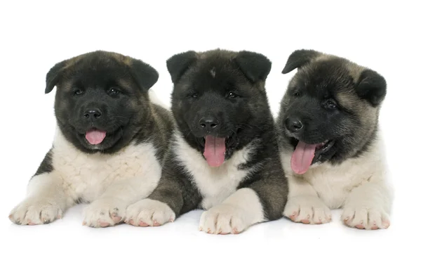 American akita valpar — Stockfoto