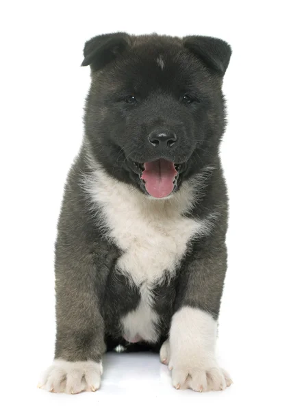 Puppy american akita — Stock Photo, Image