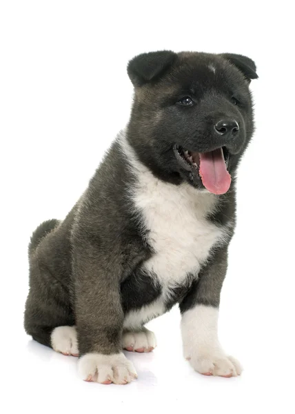 Amerikan akita köpek yavrusu — Stok fotoğraf