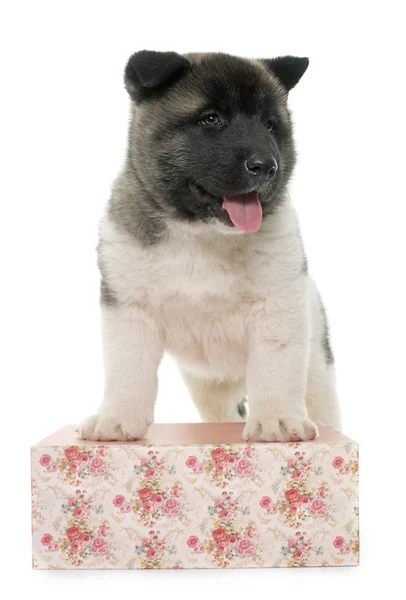 Filhote de cachorro americano akita — Fotografia de Stock