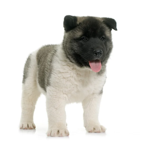 Puppy Amerikaanse akita — Stockfoto