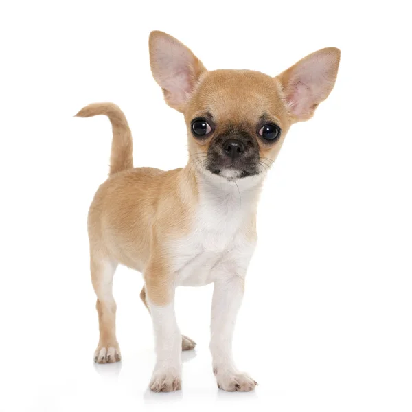 Perrito taquigrafía chihuahua — Foto de Stock