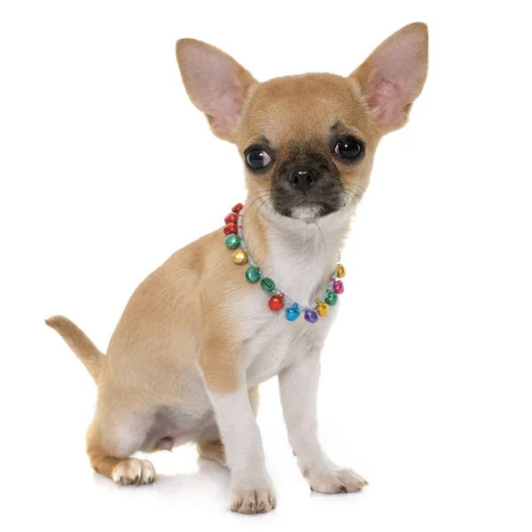 Chihuahua del cucciolo dello shorthair — Foto Stock