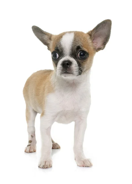 Puppy korthaar chihuahua — Stockfoto