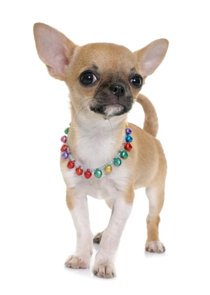 Puppy shorthair chihuahua — Stock Photo, Image
