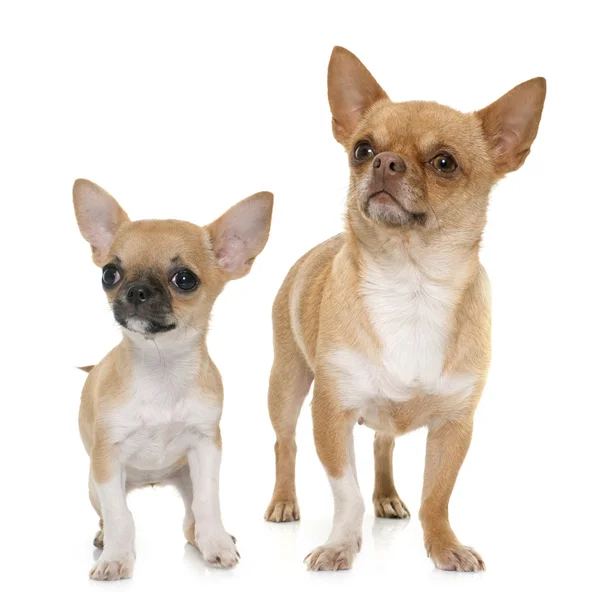 Adulto e cachorro shorthair chihuahua — Fotografia de Stock