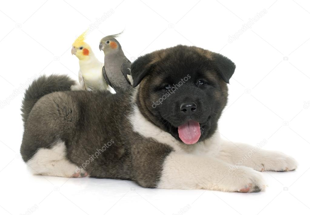 puppy american akita and cockatiel