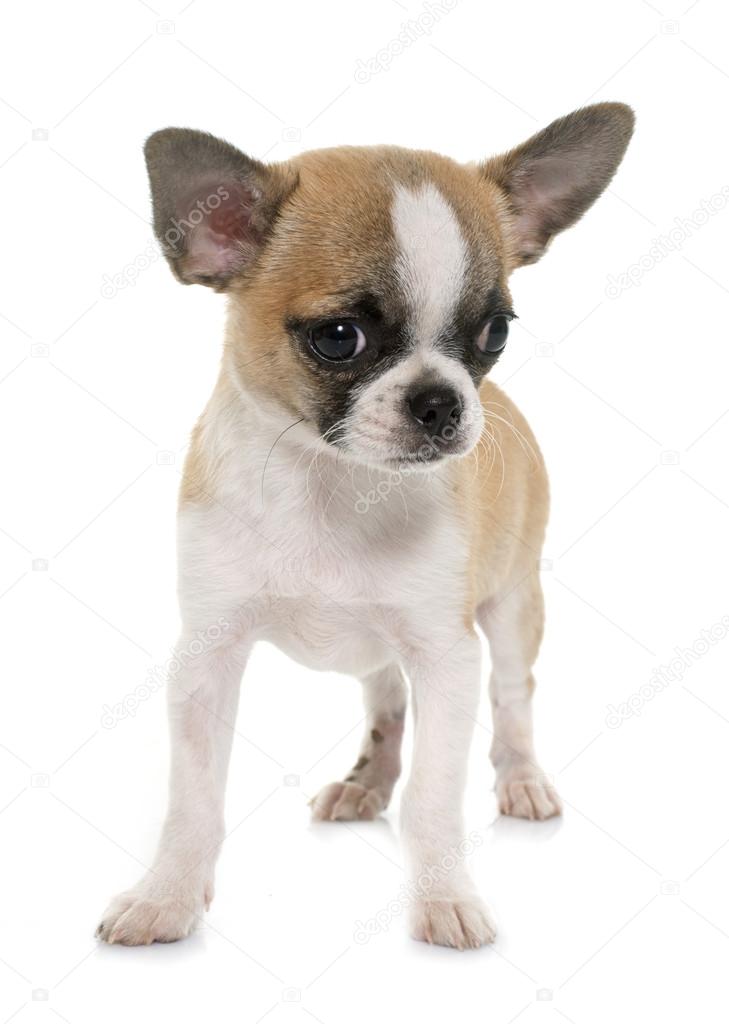 Chihuahua Poil Court Petit Chien Photographie Cynoclub