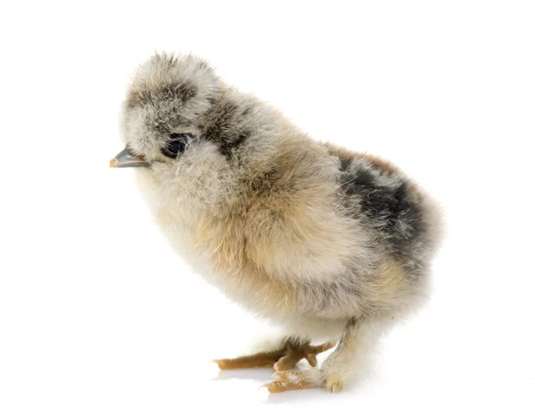 Jovem galinha de seda — Fotografia de Stock