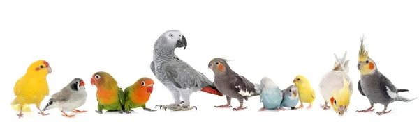 Group of birds — Stock Photo, Image