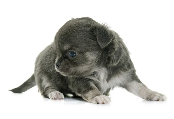 Pup langharig chihuahua — Stockfoto
