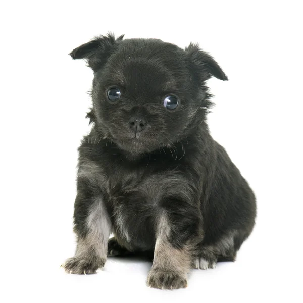 Puppy longhair chihuahua — Stock Photo, Image