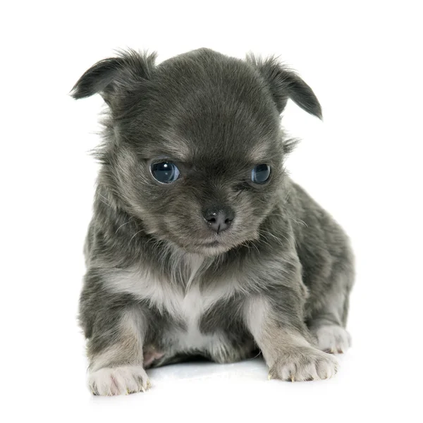 Puppy longhair chihuahua — Stock Photo, Image