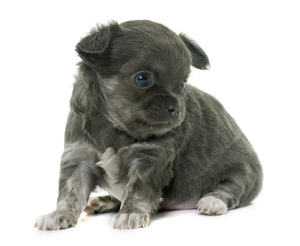 Chihuahua cachorro pelo largo — Foto de Stock