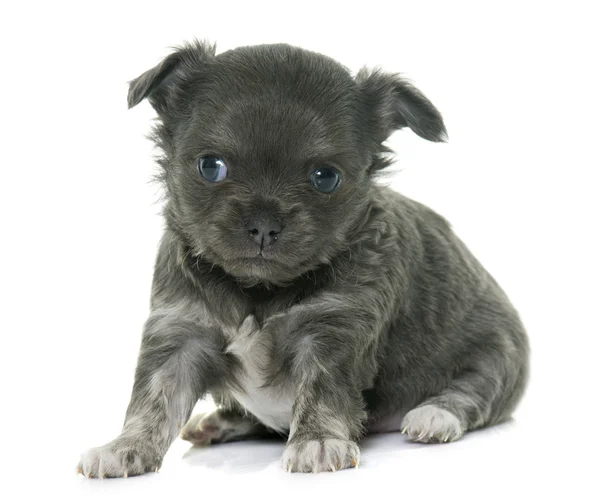 Cachorro longhair chihuahua — Fotografia de Stock