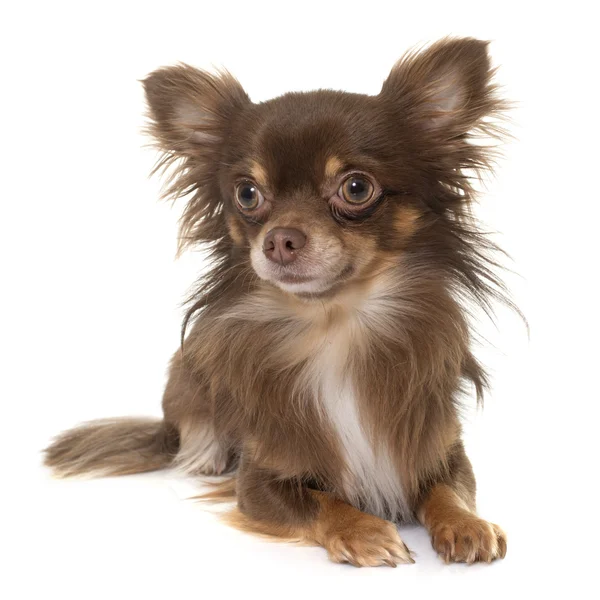 Jovem longhair chihuahua — Fotografia de Stock