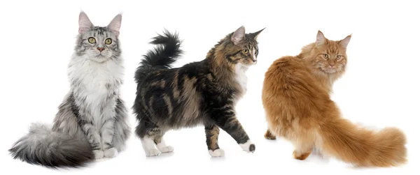 Maine Coon gatos — Foto de Stock