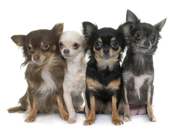 Chihuahua csoportja — Stock Fotó