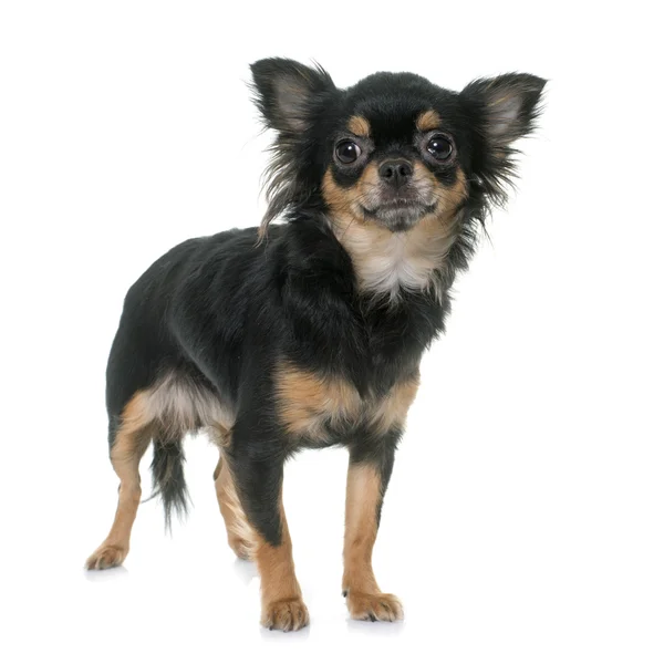 Unga långhåriga chihuahua — Stockfoto