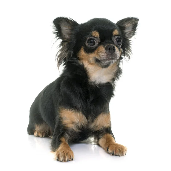 Jovem longhair chihuahua — Fotografia de Stock